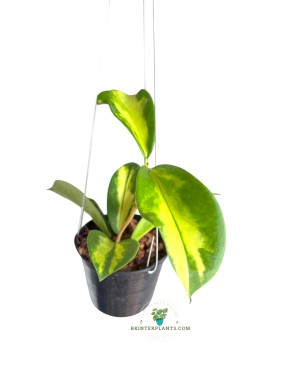 Hoya Diversifolia Inner Variegated