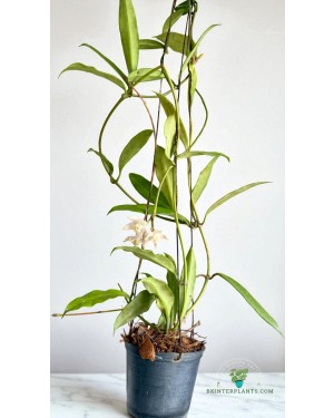 Close-up of Hoya Griffithii Leaf with Variegation Detail