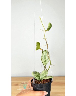 Hoya vaymaniae Cloudy Sky Variegated – 4 inch pot, 5–6 leaves with cloudy cream variegation