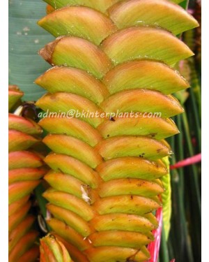 Heliconia "  ORANGE HUNDRED LEAF " 
