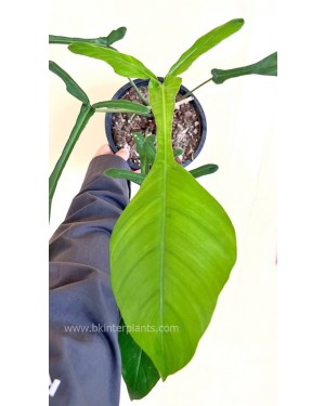 Philodendron Joepii Size L