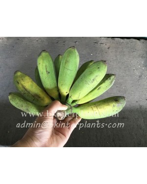 Musa " Kluai Nang Phaaya "