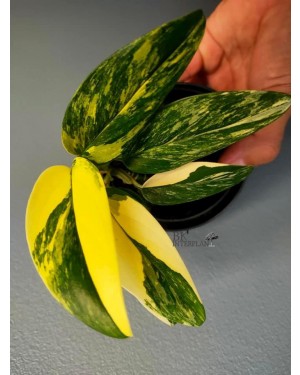 Monstera Standleyana Aurea Vareigated