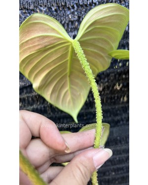 Philodendron Fuzzy Petiole