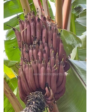 Musa Acuminata Red Dacca