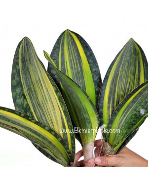 Sansevieria " Masoniana Yellow VARIEGATED Vol.2 "