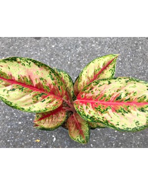 AGLAONEMA " 10 Carat "