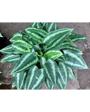 Schismatoglottis wallichii Leaf