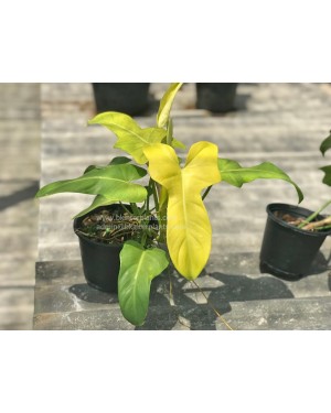 Philodendron Violin Yellow 