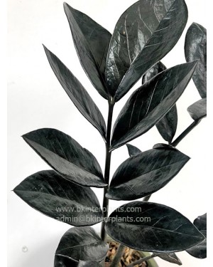 Zamioculcas zamifolia Super Black