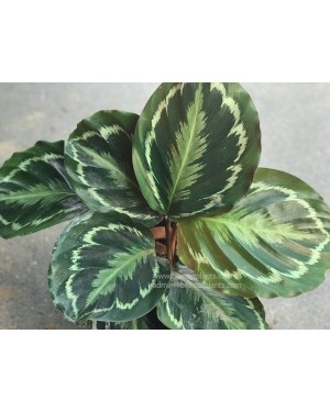 Calathea Picturata (Linden)