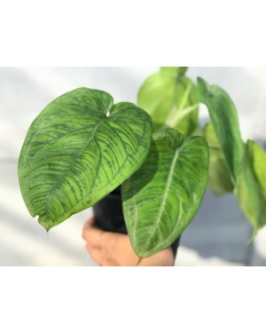 Syngonium macrophyllum Frosted Heart
