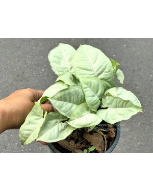 Syngonium Hybrid Aom Gnern 