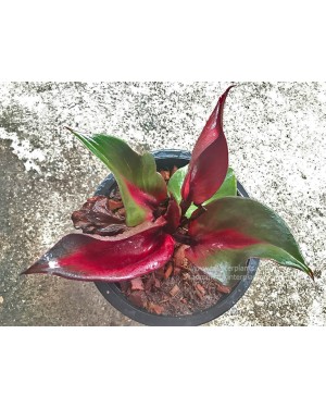 3–4 Mature Leaves with Marbled Patterns