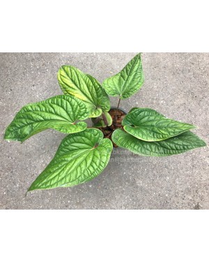 Anthurium Hybrid