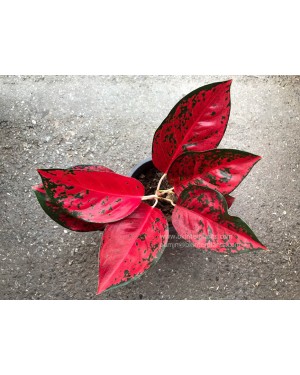 Aglaonema Super Star 