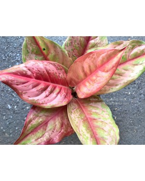 Aglaonema Diamond Gold