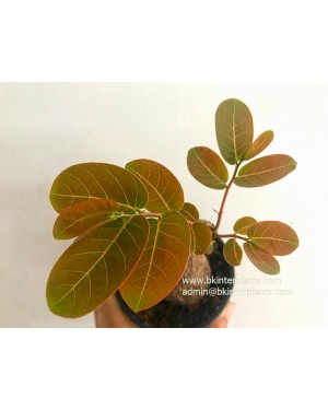 1 Bulb Phyllanthus mirabilis