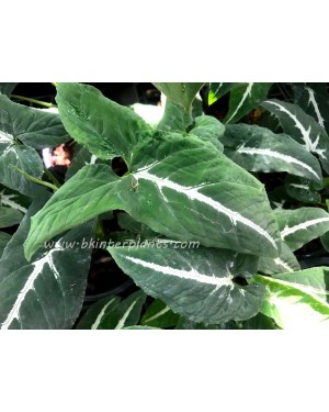 Syngonium Hybrid Wendlandii Schott
