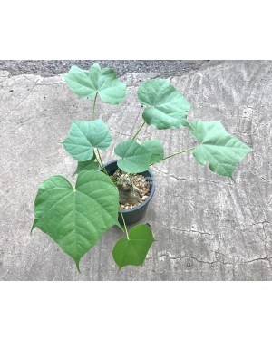 1 Bulb Sterculia Colorata