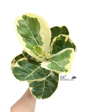 Ficus Lyrata Variegated