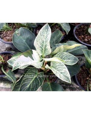Philodendron Birkin 