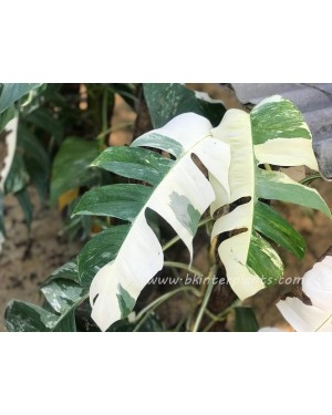 Epipremnum Pinnatum Albo Variegated Size L