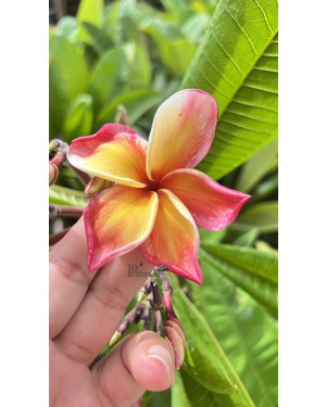 Plumeria Nui Delight 