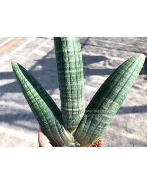 Sansevieria Obake 