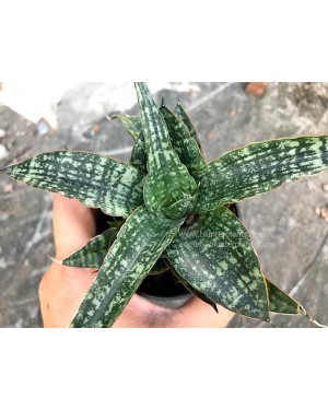 Sansevieria Lucky 
