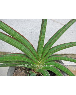 Sansevieria Koko