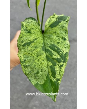 Syngonium Hybrid Majito 