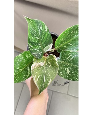 Philodendron White Knight Marble Variegated Size S