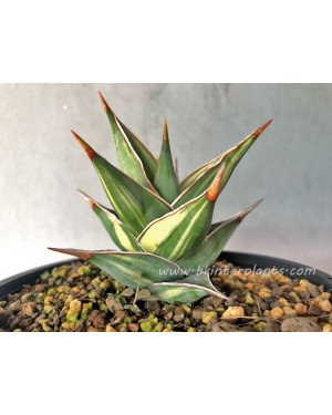 Sansevieria Pinguicula Variegated 