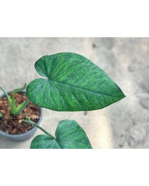Syngonium Hybrid Chiapense