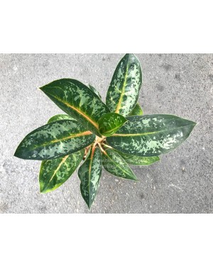 Aglaonema Indeana Queen 