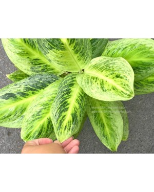 Aglaonema Hybrid Sawana Gold 