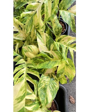 10 Plants Epipremnum Golden Flame Variegated Size L