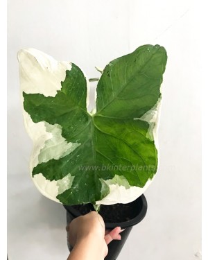 Arrow Leaf Variegated