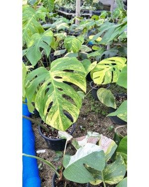 5 Plants Monstera Aurea 3 Color Variegated