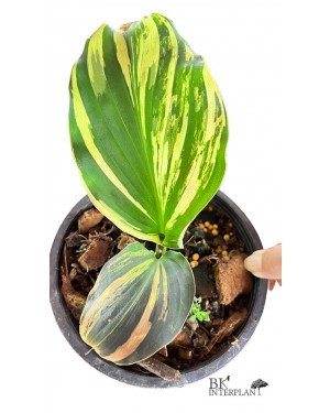 Kaempferia Galanga Variegated