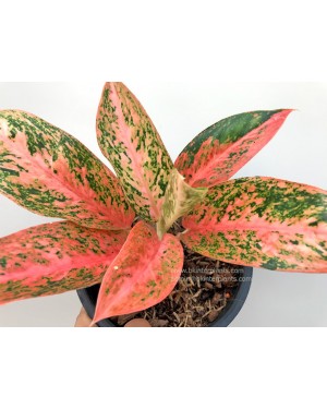 Aglaonema Orange Aura 