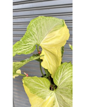 5 Plants Syngonium Golden Allusion Variegated