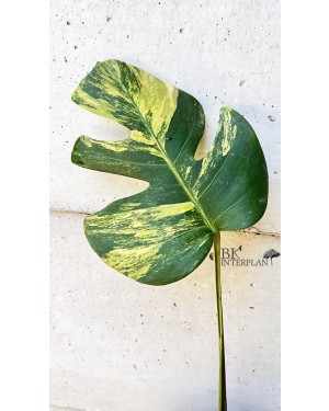 Monstera Aurea Variegated 1 Leaf