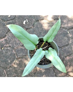 Philodendron Silver Swan Leaf 