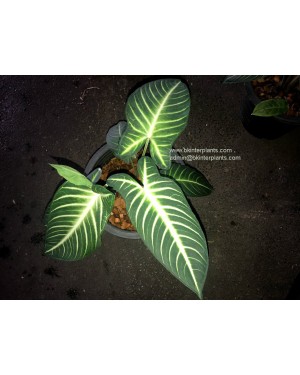 Xanthosoma lindenii