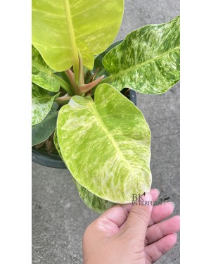 Philodendron Albo Moonlight Variegated 