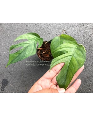 Epipremnum Pinnatum