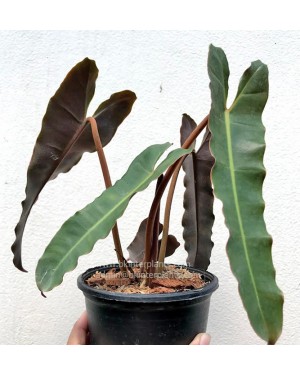 Philodendron Billietiae X Atabapoense 