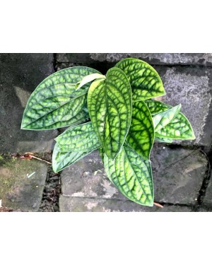 Monstera Karstenianum